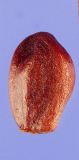 Iris setosa