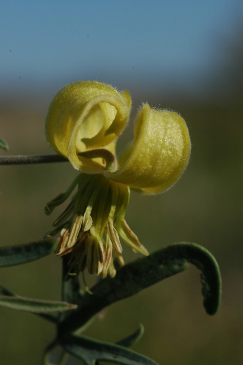 Image of Clematis orientalis specimen.