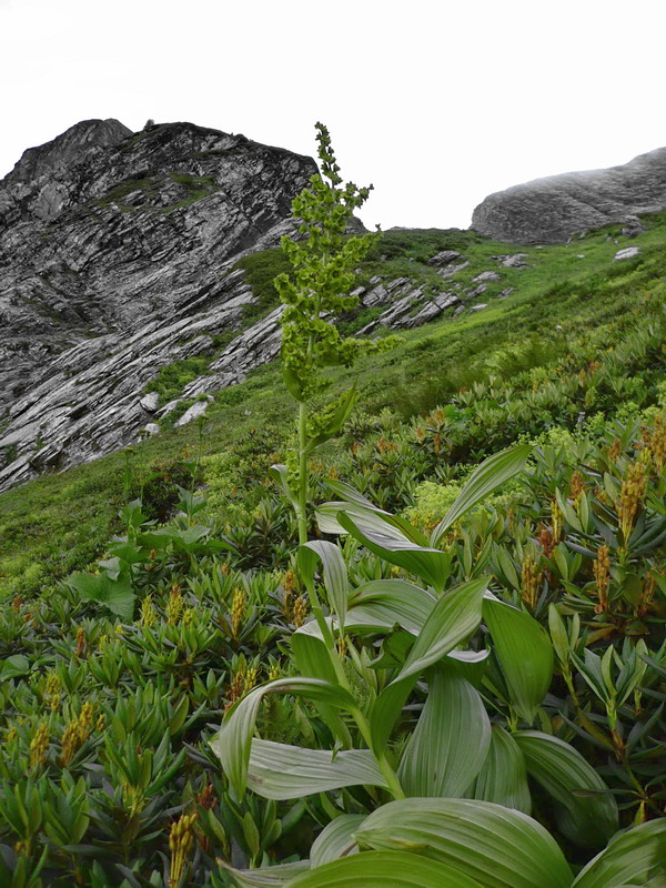 Image of Veratrum lobelianum specimen.