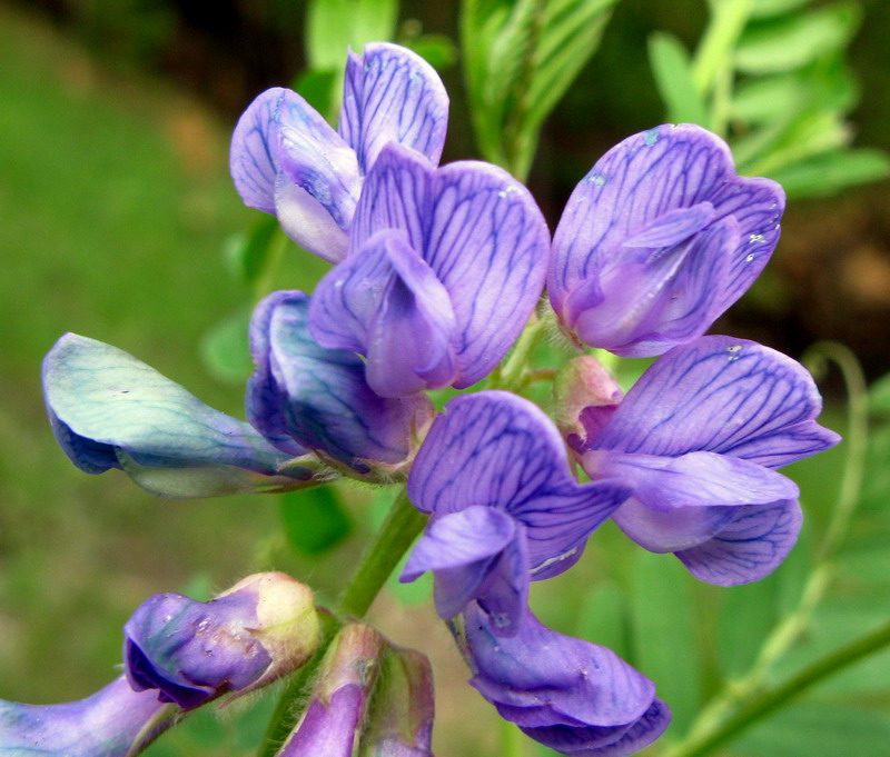 Image of Vicia multicaulis specimen.