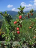 Berberis sibirica