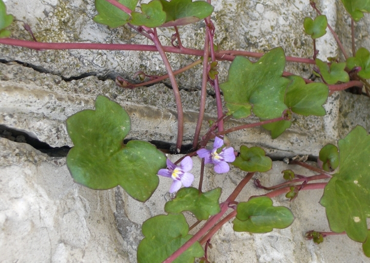 Изображение особи Cymbalaria muralis.