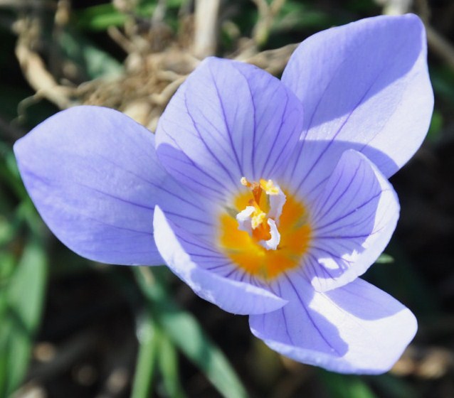 Изображение особи Crocus pulchellus.