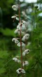 Pyrola rotundifolia. Часть соцветия. Костромская обл., Судиславский р-н, окр. дер. Антипино, опушка смешанного леса. 01.07.2015.