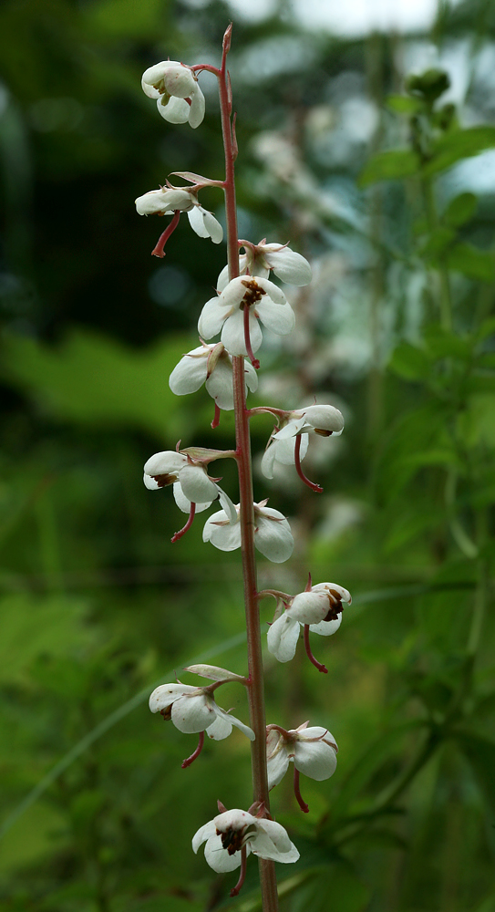 Image of Pyrola rotundifolia specimen.