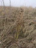 Peucedanum pschawicum