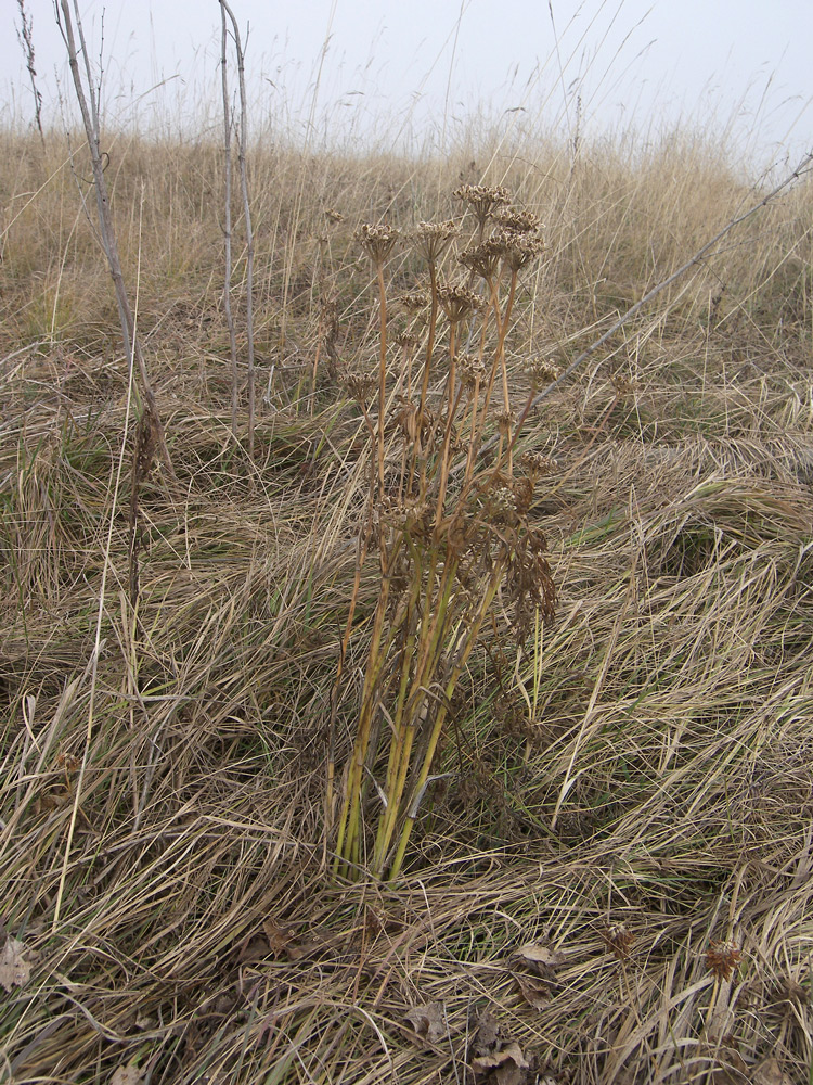 Изображение особи Peucedanum pschawicum.