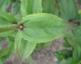 Zinnia elegans. Лист и часть стебля. Крым, Симферополь. 6 ноября 2008 г.