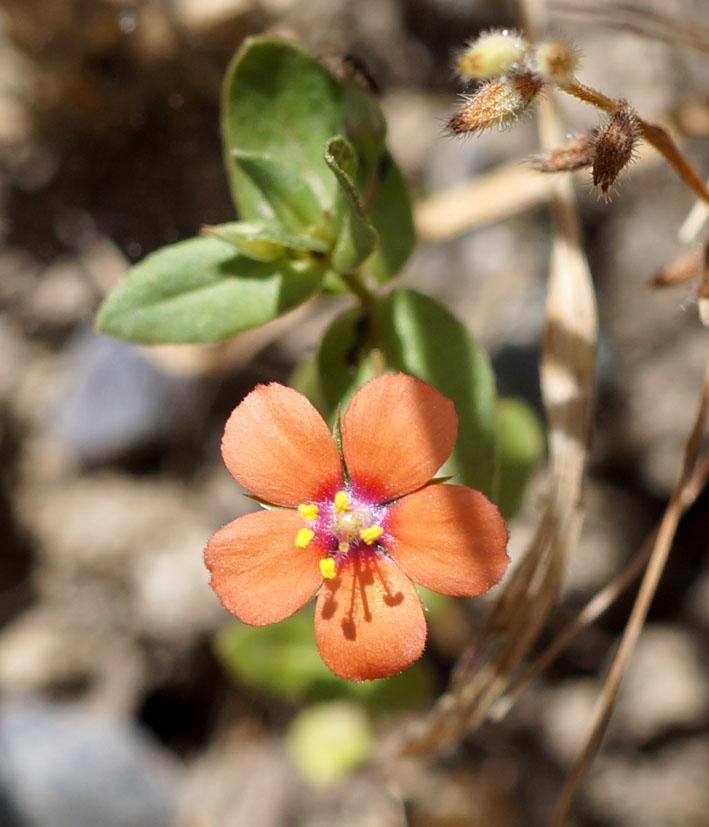 Изображение особи Anagallis arvensis.