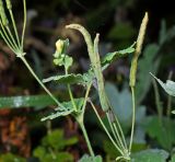 Chelidonium majus. Зрелые плоды (в утренней росе). Московская обл., Раменский р-н, окр. дер. Хрипань, садовый участок. 13.09.2015.