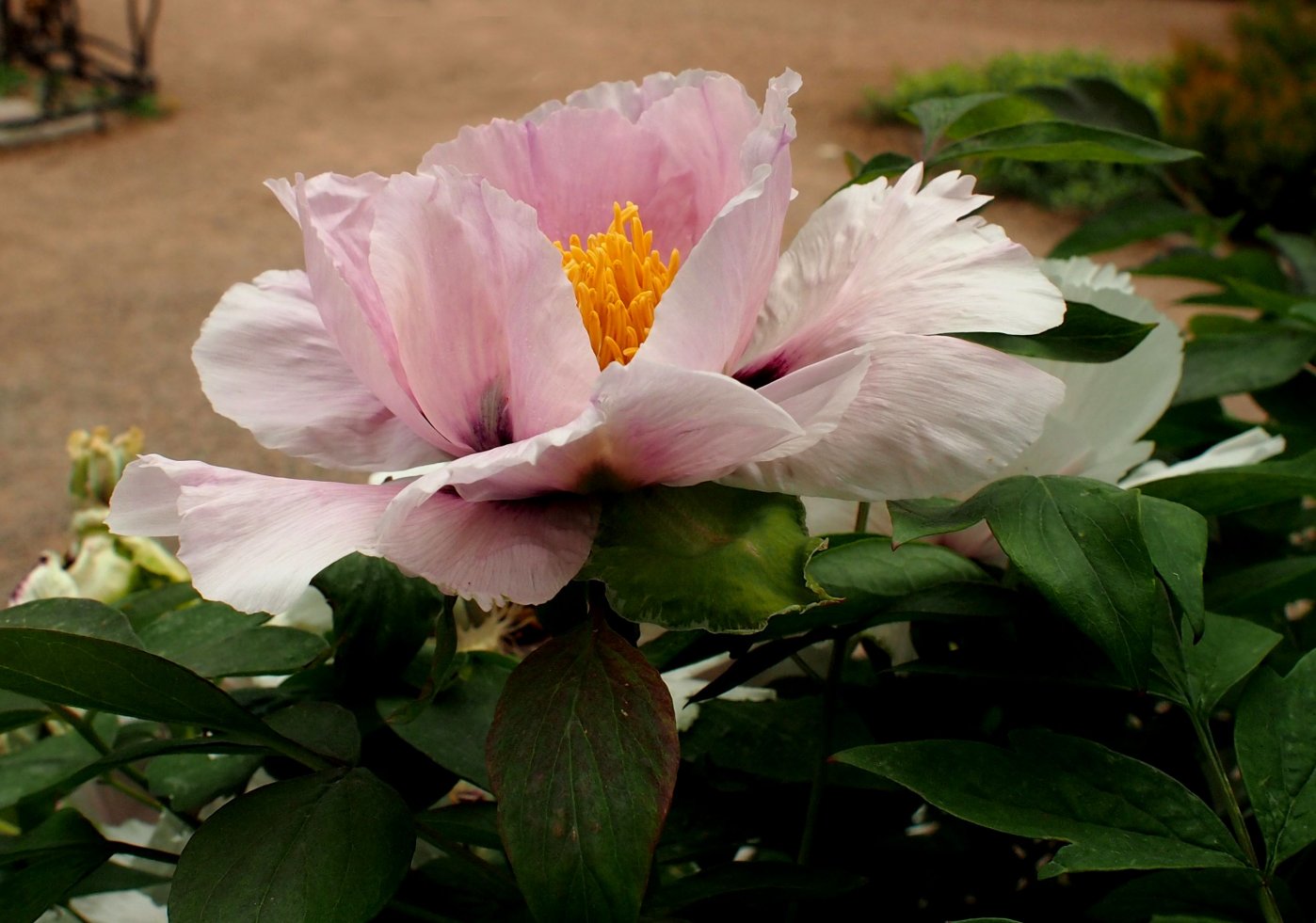 Image of Paeonia suffruticosa specimen.