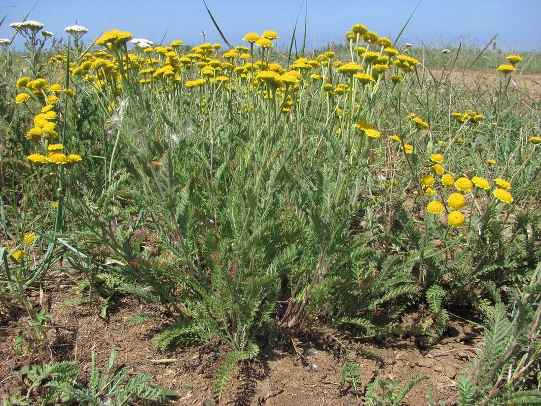 Изображение особи Tanacetum paczoskii.