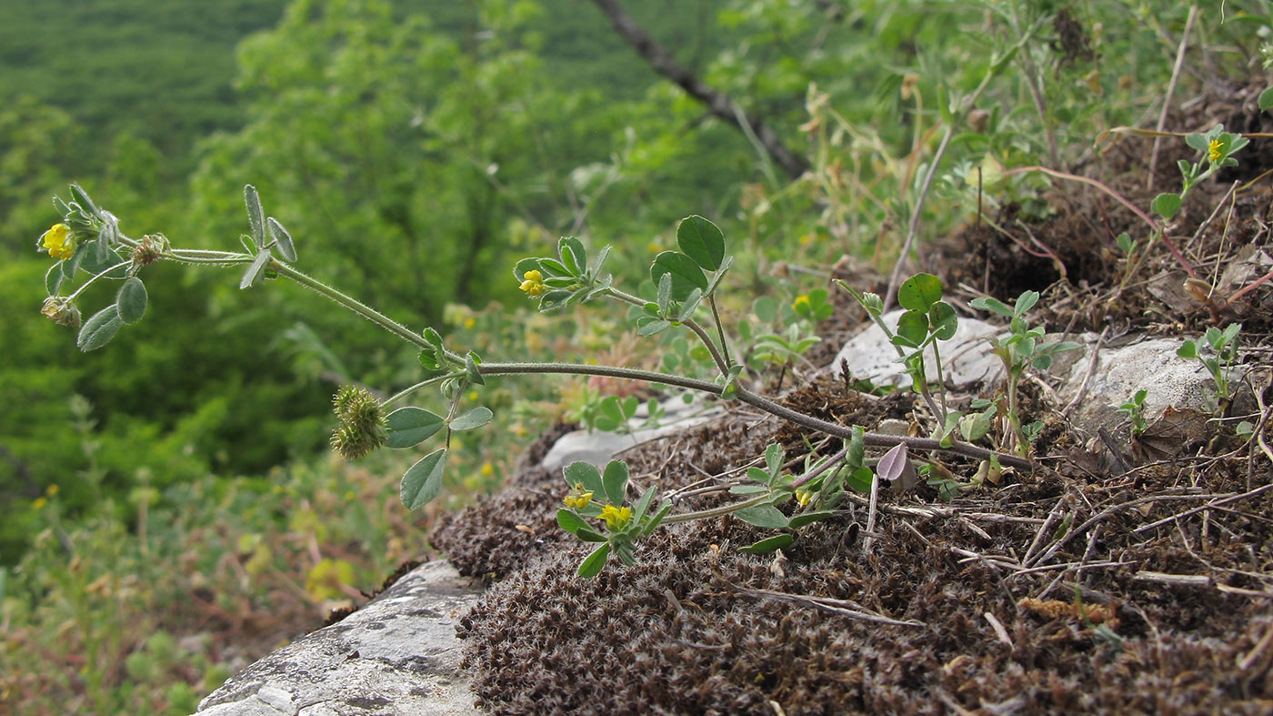 Image of Medicago minima specimen.