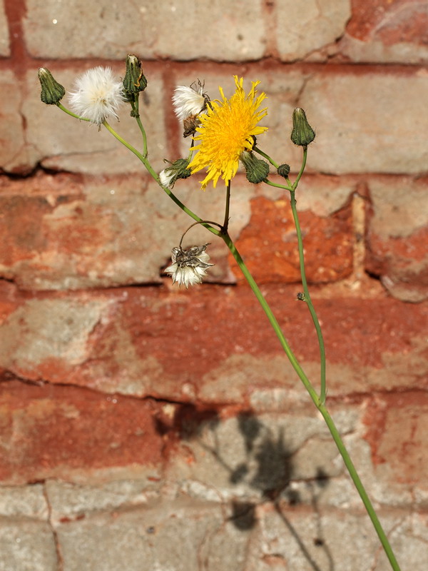 Изображение особи Sonchus arvensis.