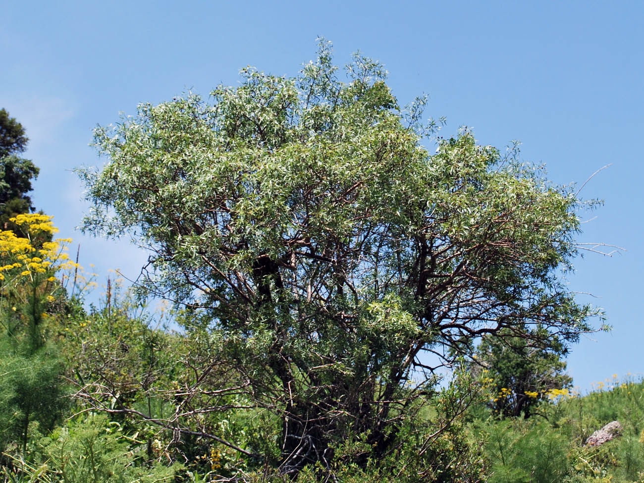 Image of Pyrus regelii specimen.