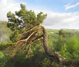 Pinus sylvestris подвид hamata. Взрослое дерево на краю обрыва. Адыгея, Кавказский биосферный заповедник, хр. Каменное Море, ≈ 2100 м н.у.м. 12.06.2015.