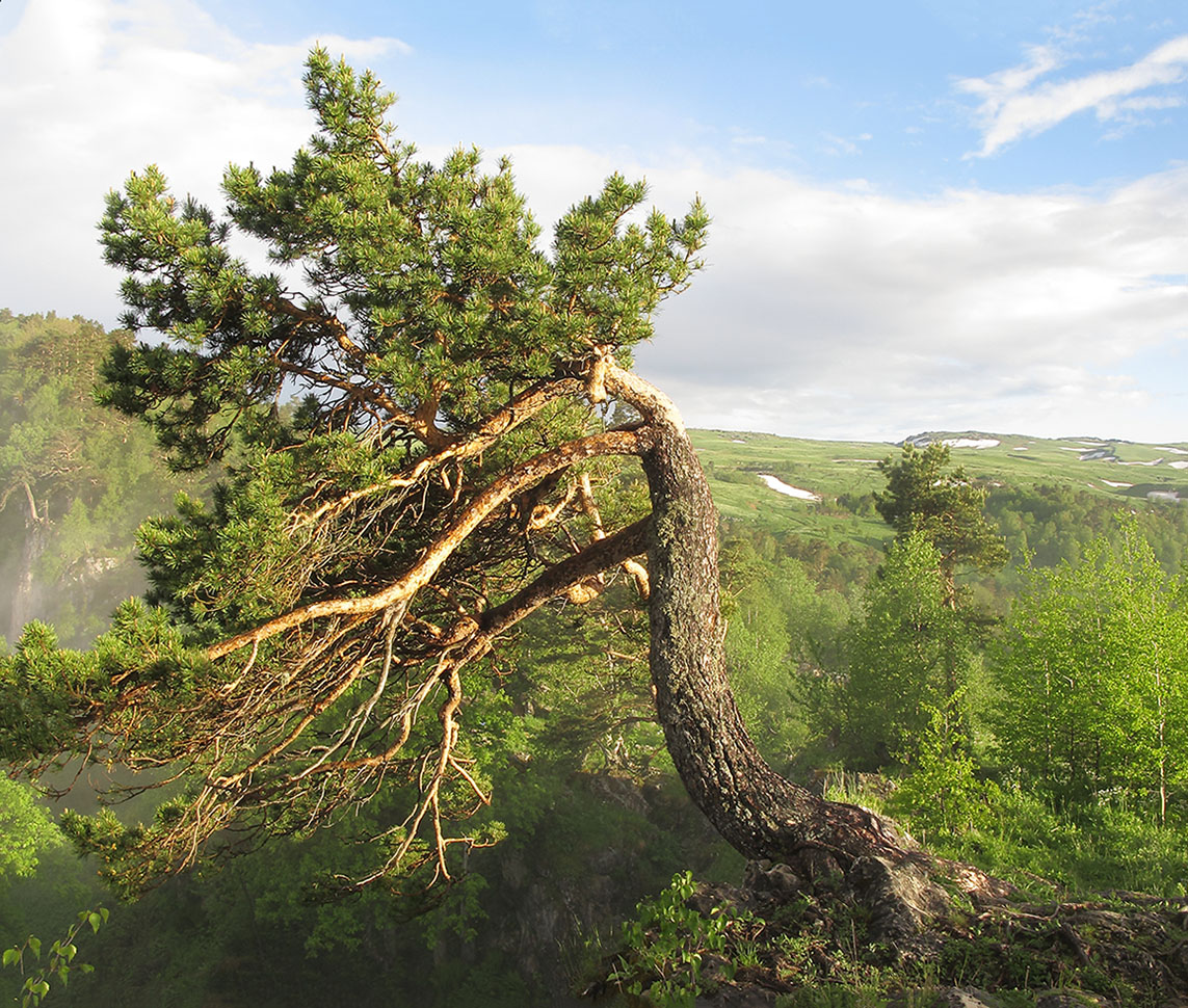 Изображение особи Pinus sylvestris ssp. hamata.