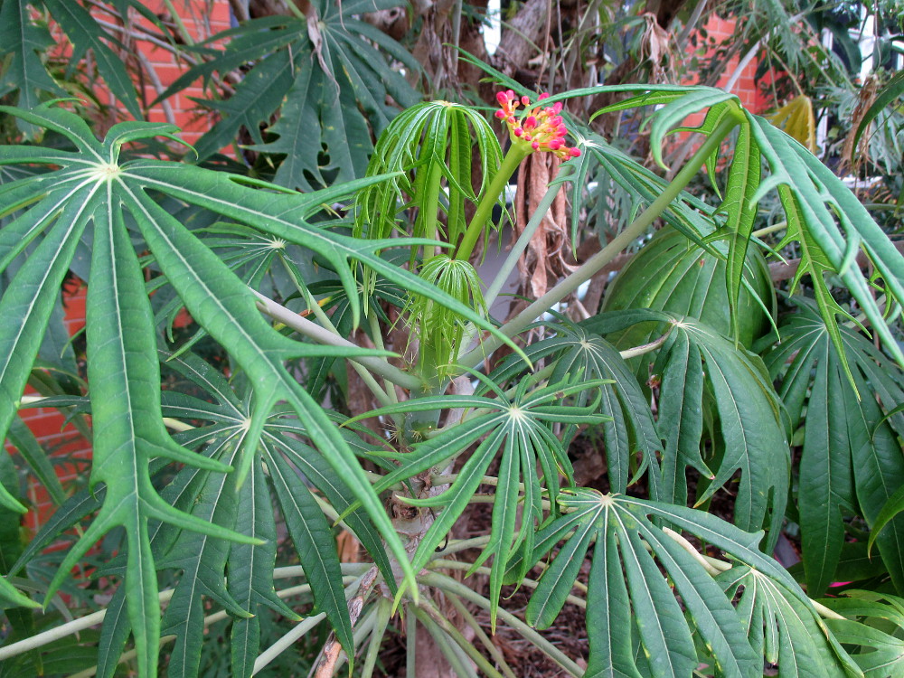 Image of Jatropha multifida specimen.