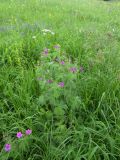 Geranium sylvaticum