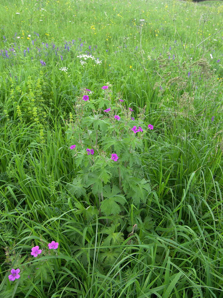 Изображение особи Geranium sylvaticum.