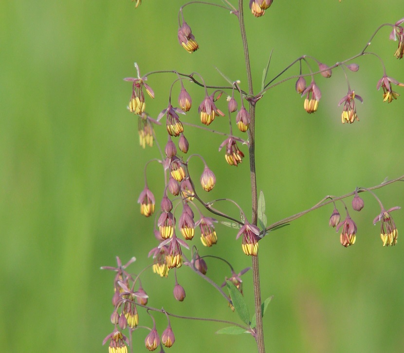 Изображение особи Thalictrum simplex.