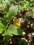 Cypripedium calceolus. Цветущее растение. Украина, Львовска обл., Золочевкий р-н, гора Жулицька, лиственный лес. 16.05.2015.