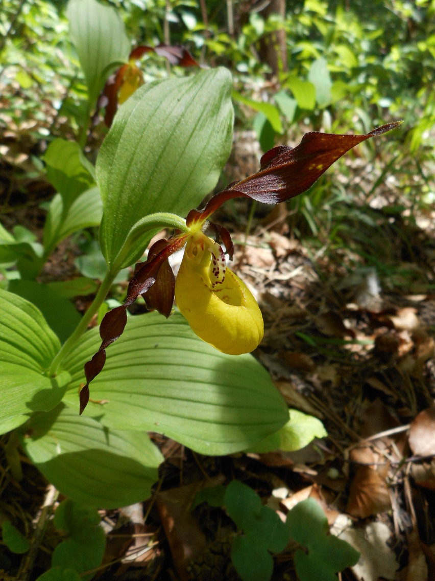 Image of Cypripedium calceolus specimen.
