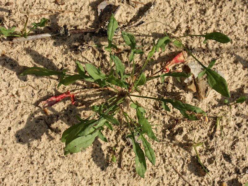 Изображение особи Rumex acetosella.
