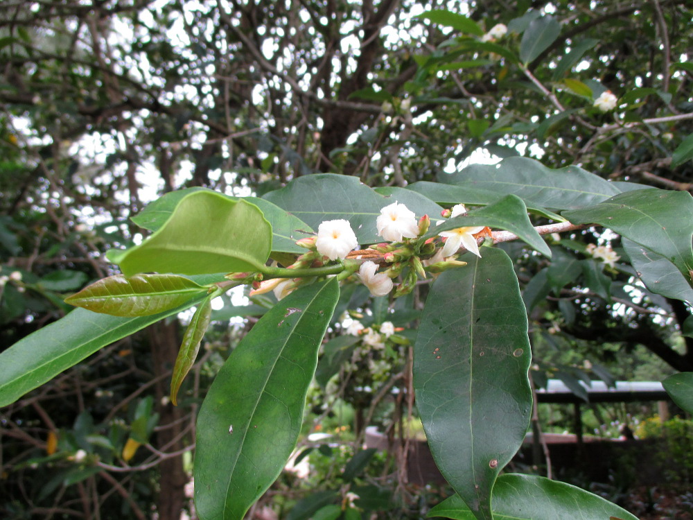 Image of Mascarenhasia arborescens specimen.