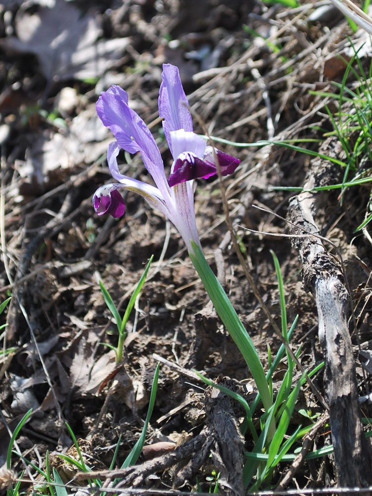 Изображение особи Iridodictyum kolpakowskianum.