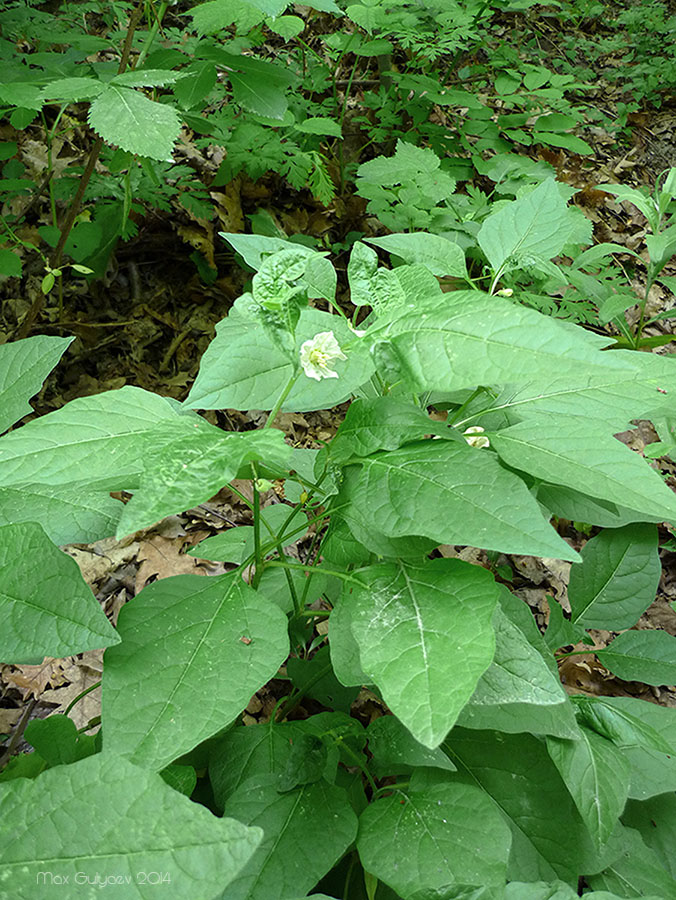 Image of Alkekengi officinarum specimen.