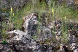 Linaria vulgaris