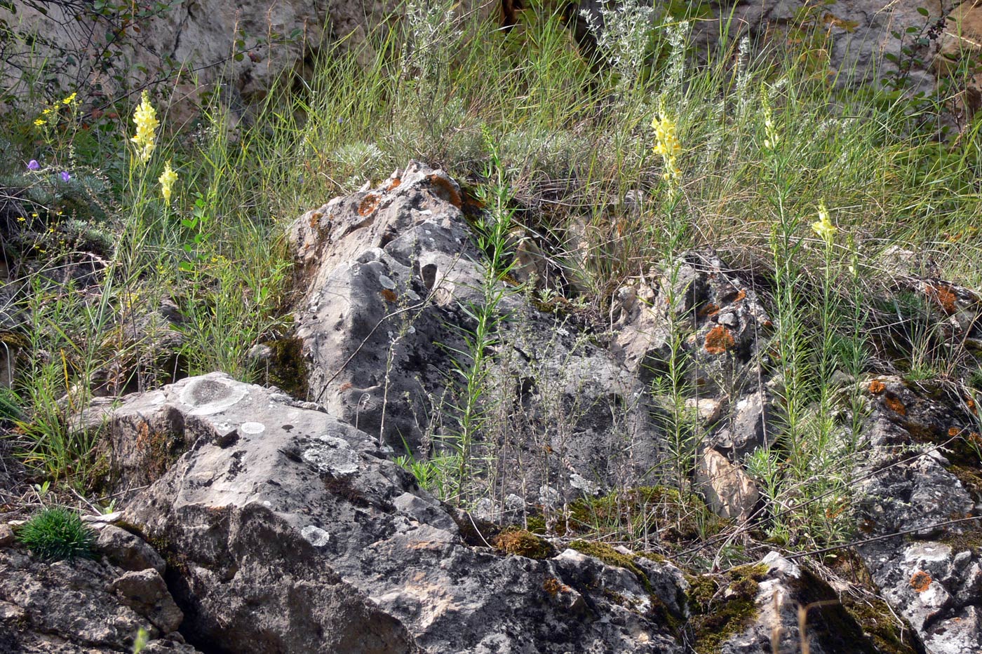 Image of Linaria vulgaris specimen.