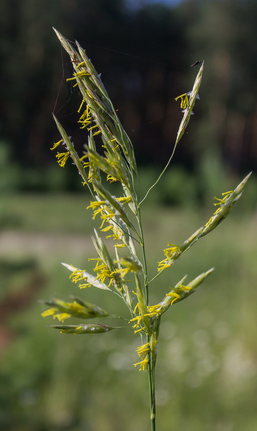 Изображение особи Bromopsis inermis.