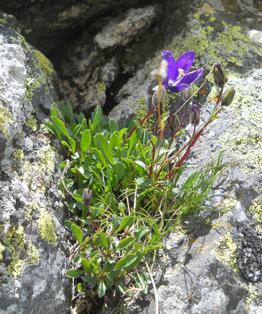 Image of Campanula ciliata specimen.