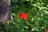 Lychnis fulgens