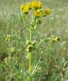 Senecio jacobaea. Верхушка зацветающего растения. Якутия (Саха), южные окр. г. Якутска, вдоль дороги в г. Покровск. 13.06.2012.