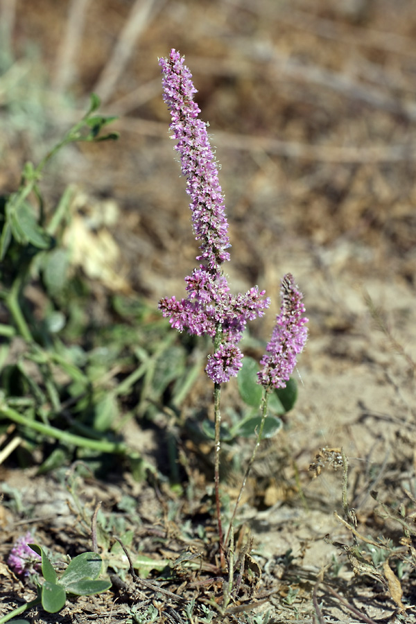 Image of Psylliostachys suworowii specimen.