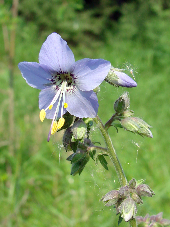 Image of Polemonium caeruleum specimen.