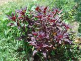 Amaranthus hypochondriacus