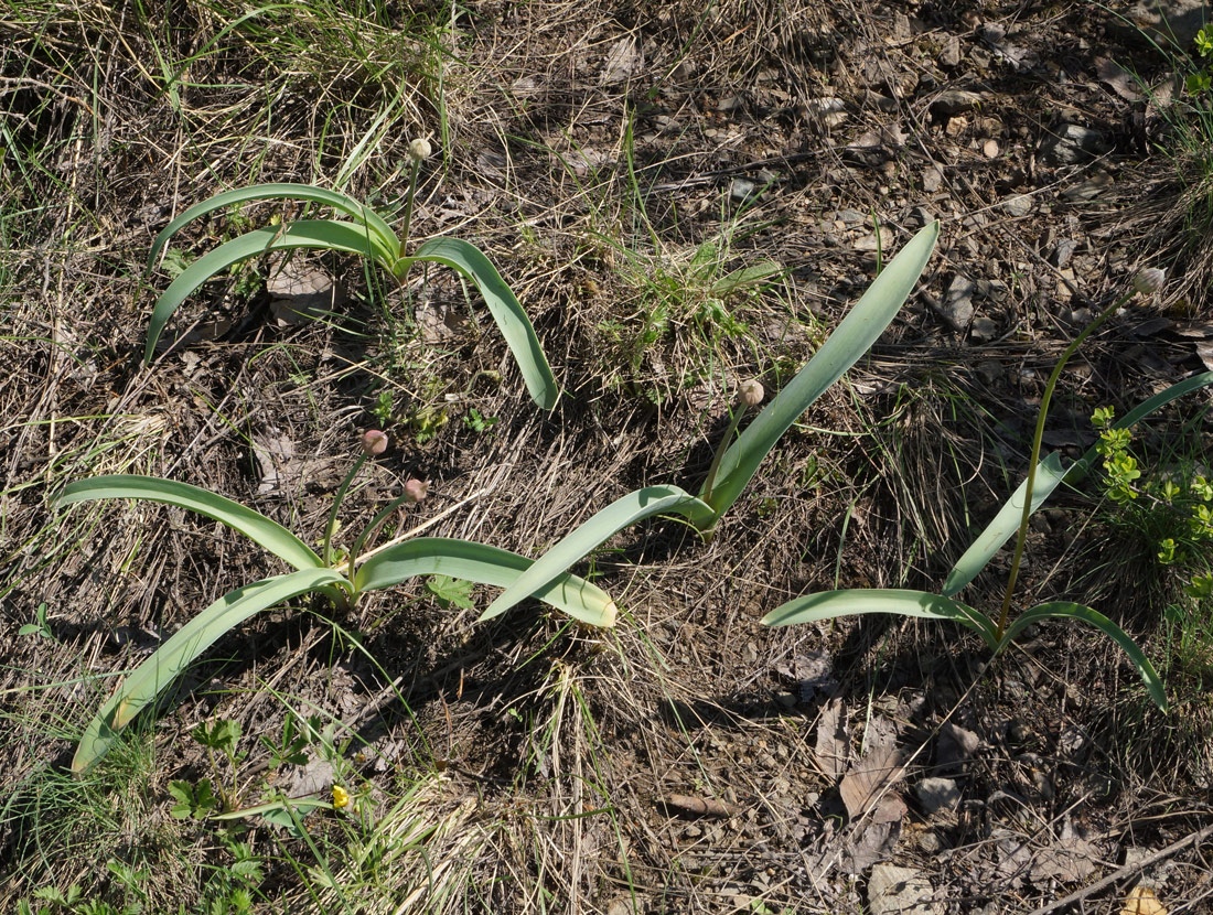 Изображение особи Allium tulipifolium.