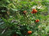 Sorbus sibirica