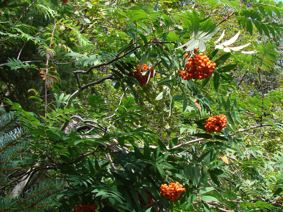 Image of Sorbus sibirica specimen.