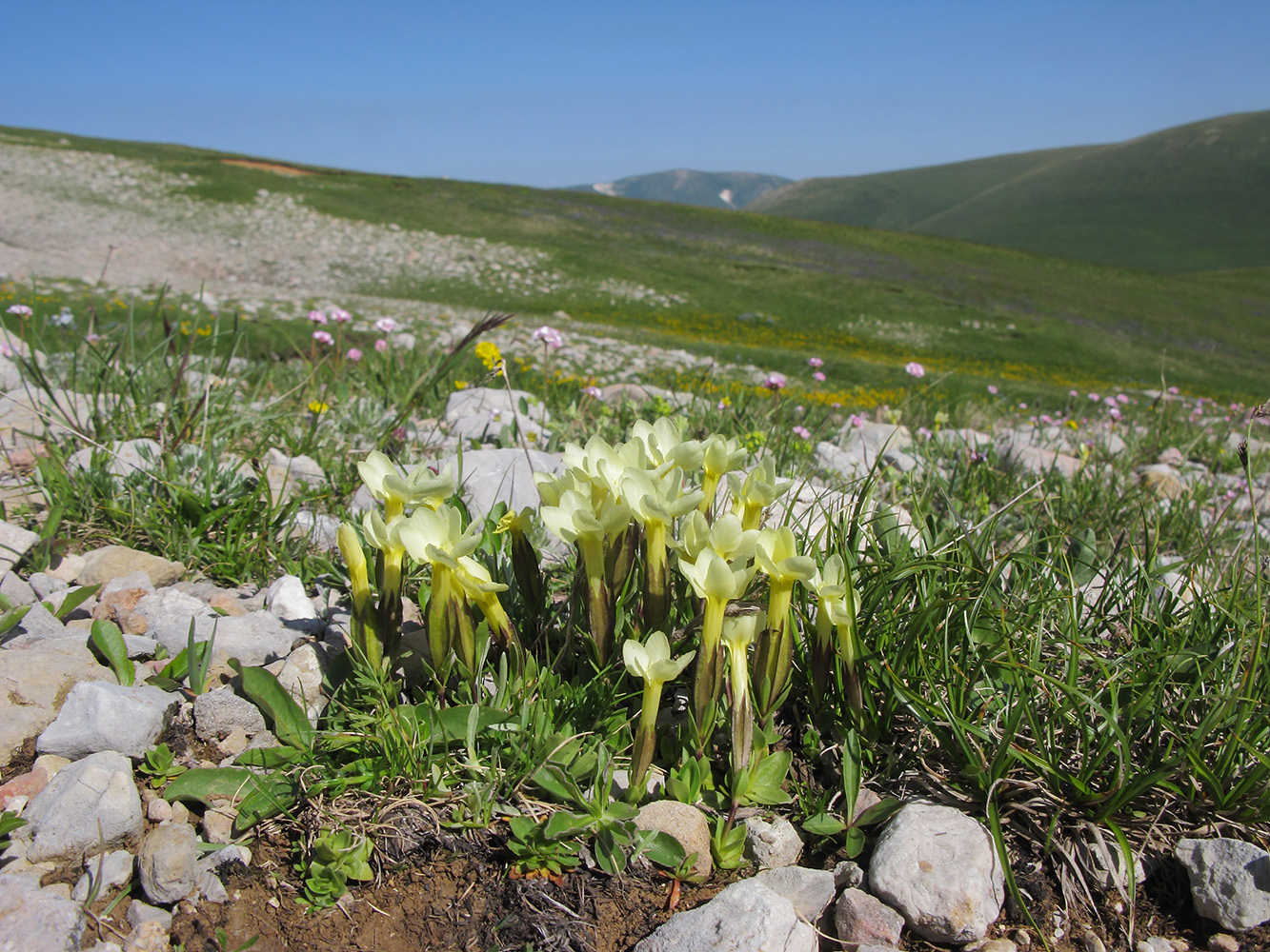 Image of Gentiana oschtenica specimen.