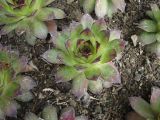 Sempervivum