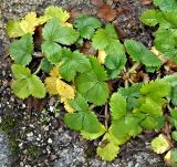 genus Fragaria