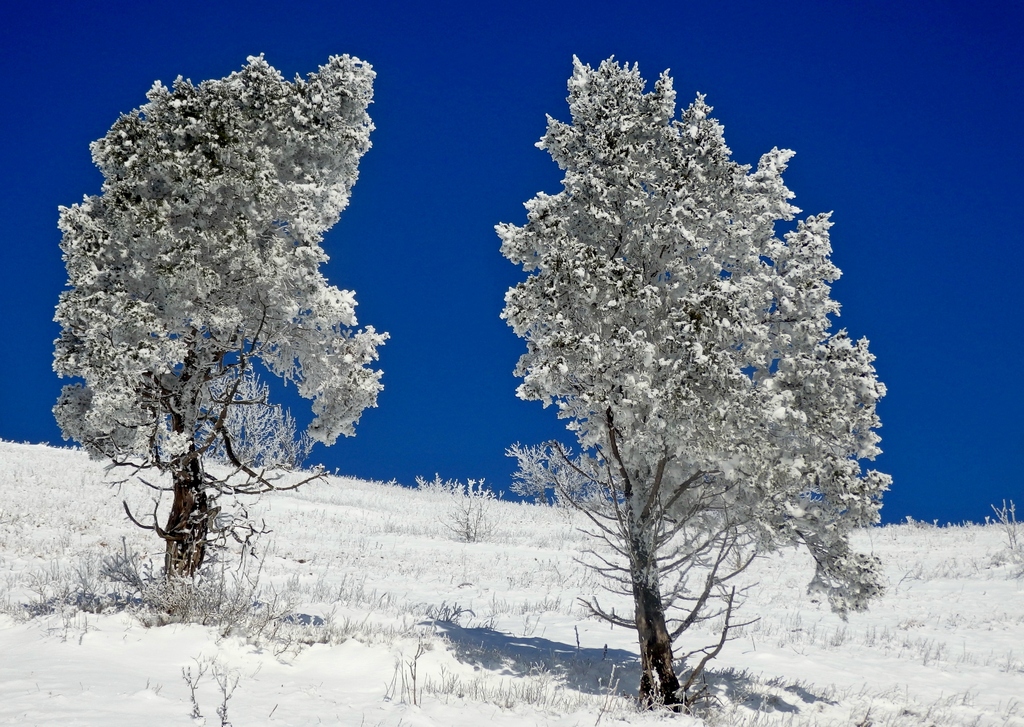 Image of Juniperus excelsa specimen.