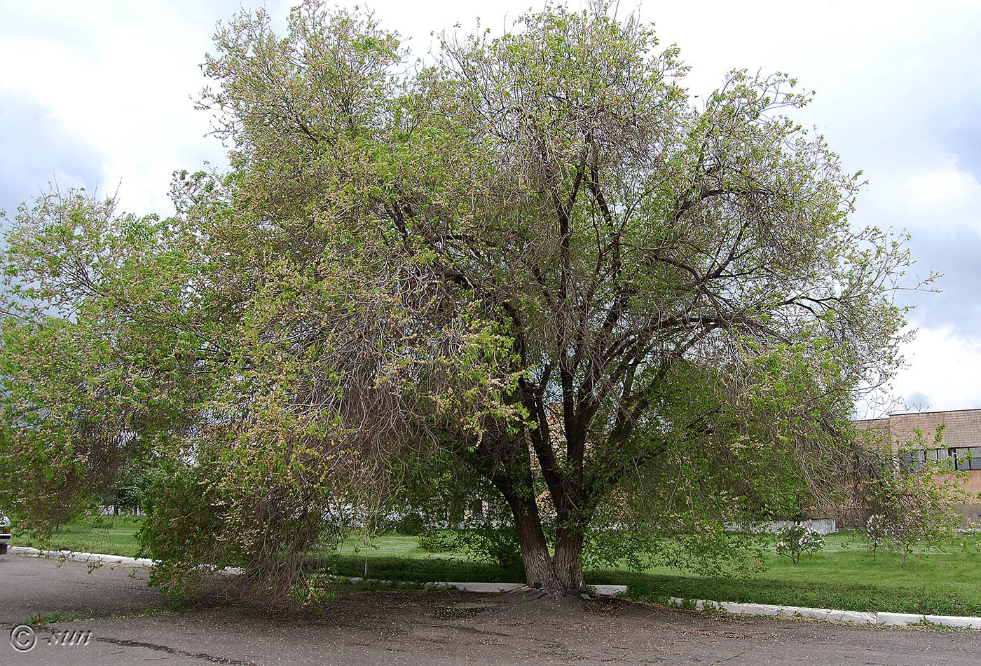 Изображение особи Ulmus laevis.