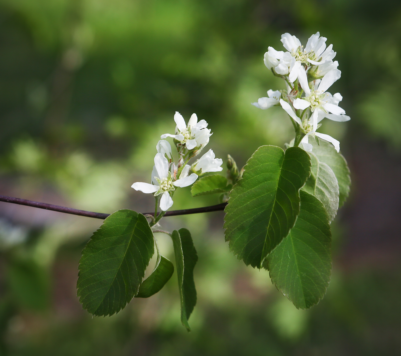 Image of Amelanchier alnifolia specimen.