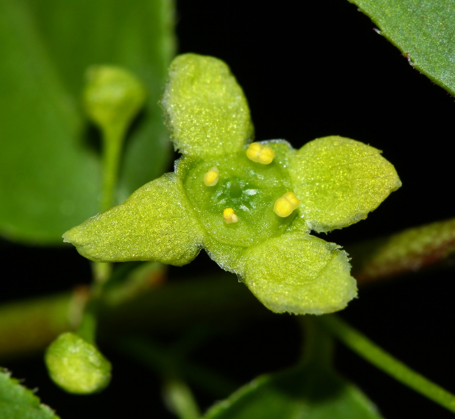 Image of Euonymus sacrosanctus specimen.